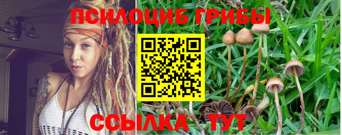 Псилоцибиновые грибы Psilocybine cubensis Грозный